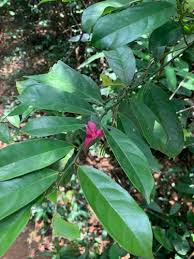 Image result for Heisteria