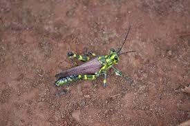 ✓ free for commercial use ✓ high quality images. Bug Insect Cricket Animal Themes One Animal Invertebrate Animals In The Wild Animal Wildlife Piqsels