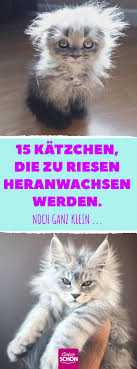 15 katzchen die zu riesen heranwachsen werden noch ganz klein tiergeschichten mainecoon katze dumme katzen katzen