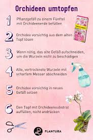 So Geht Ihr Beim Orchidee Umtopfen Vor In 2020 Umpflanzen Pflanzen Orchideen