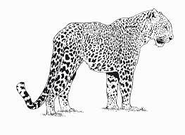 http www coloriagea com coloriage animaux leopard 2 gif emoji twinkl