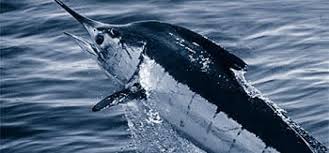 Dan swordfish atau ikan todak dengan nama latin xiphias galduys linnaeus. Nelayan Kaltim Temukan Ikan Marlin Seberat 61 Kg Republika Online