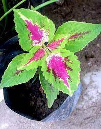Pin On House Plants Indoor
