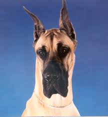 Great dane puppies indiana rescue. Great Dane Information Great Danes Great Dane Lady Allergies In Dogs Dog Nutrition Hod Growth Problems In Dogs Yeast Knuckling Over Bowed Legs In Dogs