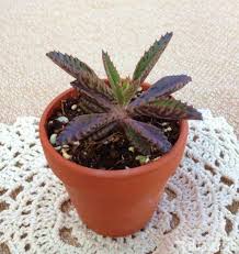 Image result for Kalanchoe daigremontiana