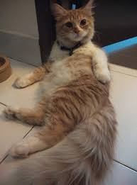 True maine coons are registered pedigree cats. Does My Persian Kitten Look Like He Could Be Half Maine Coon Thecatsite