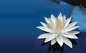 White Lotus Flower Wallpapers Desktop Wallpaper Lotus White Flower Images Wallpapers Lily Wallpaper Flower Images