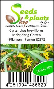 Image result for Cyrtanthus breviflorus