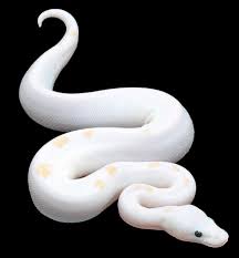 Super Fire Ball Python Click Here To Find Out More Http Googydog Com Ball Python Pet Snake Ball Python Morphs