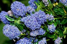 We invite you to leave questions and. Ceanothus Skylark Californian Lilac Skylark Rhs Gardening Dog Friendly Garden Garden Shrubs Garden Types