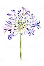 Watercolor Painting Lily Painting Watercolor Poppies Flower Drawing