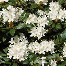 White Rhododendron In 2020 Spring Blooming Trees Arbor Day Foundation Unique Trees