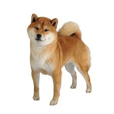 Shiba Inu Dog Breeds Shiba Inu Dog Shiba Inu