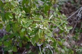 Image result for Lippia