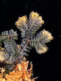 Image result for Selaginella kalbreyeri
