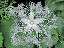 Snake gourd care is similar to that of most other gourds. The Snake Gourd Flower Pics