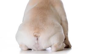 フレブルのおしり祭 に潜入！ 毎月4日は「おしりの日」 | フレンチブルドッグライフ