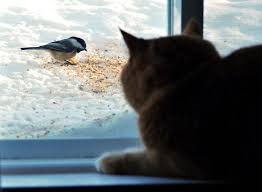 Your cat swishes his tail either because he is annoyed or he sees something moving (a bird or a leaf ) outside cats also swish their tail before they pounce. Why Do Cats Chirp Or Bark At Birds Declawing Com