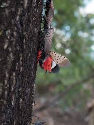 Although it is called a fly and resembles a moth, the slf is a hemiptera, or true bug, species lycorma delicatula. How To Get Rid Of Lanternflies Naturally Ultimate Tutorial Bugwiz