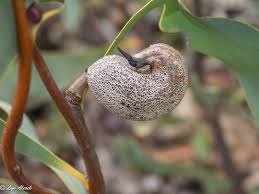 Image result for Cyclocarpa