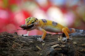 One of the things that makes crested geckos particularly appealing pets is that a number of complete foods are available from retailers. What Do Geckos Eat