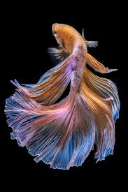 Pin Na Doske Animal Portrait