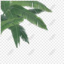 All clipart images are guaranteed to be free. Daun Pisang Png Grafik Gambar Unduh Gratis Lovepik
