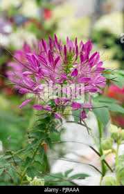 Image result for Cleome spinosa