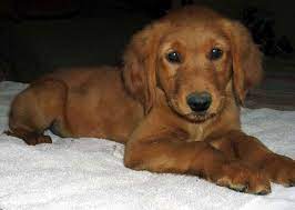 The average cost of a golden retriever puppy ranges from $800 and up from a reputable breeder. Dark Red Golden Retriever Puppies For Sale Petsidi
