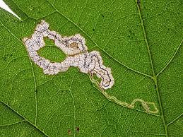 Image result for Stigmella speciosa