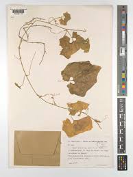 Image result for Cyclantheropsis parviflora