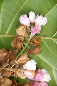 Image result for Dombeya torrida