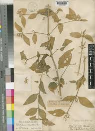 Image result for Psilotrichum scleranthum