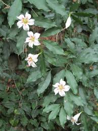 Image result for Rothmannia manganjae