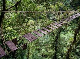 Ecuador Selling Its Rainforest To China Business Insider Scary Bridges Rainforest Suspension Bridge