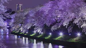 Yozakura: cherry blossoms illuminated at night | GO TOKYO