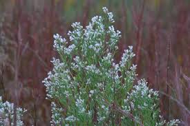 Plants Of Louisiana Libre pour usage commercial ✓ pas d'attribution requise ✓. plants of louisiana