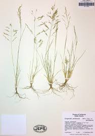 Image result for Eragrostis caespitosa