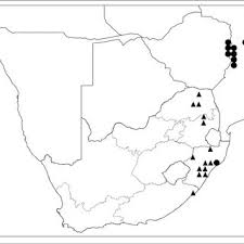 Image result for Didymoglossum erosum