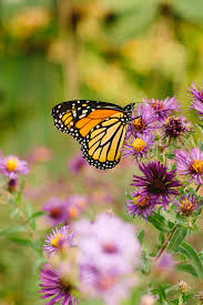 What You Need To Know To Help Western Monarchs Pass The Pistil Monarch Butterfly Garden Pollinator Garden Bee Friendly Garden