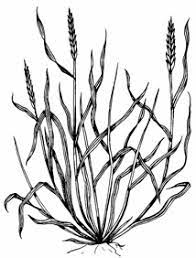 Pasture Grasses Identified Grass Livestock Pasture
