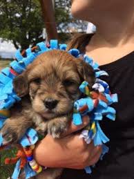 Harley & horatio summer 2020. Adorable F1b Mini Goldendoodle Puppies For Sale For Sale In London Ohio Classified Americanlisted Com