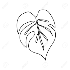 Keywords related to this post: Continuous Line Monstera Leaf Tropical Leaves Contour Drawing Royalty Free Cliparts Vectors And Stock Illustration Image 141304065