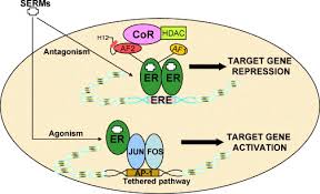 Image result for Selective Estrogen Receptor Modulator