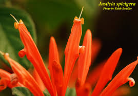 Image result for Justicia sp. A cf. engleriana