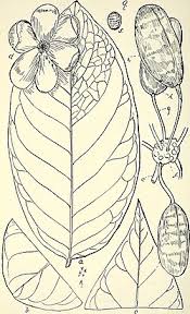 Image result for Uvaria tanzaniae