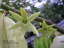 Image result for isolona