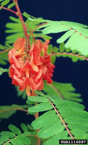 Image result for Sesbania tetraptera