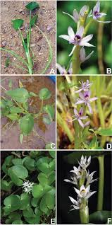 Image result for Heteranthera callifolia