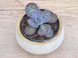 Kalanchoe Humilis Succulents Cacti And Succulents Succulents Garden